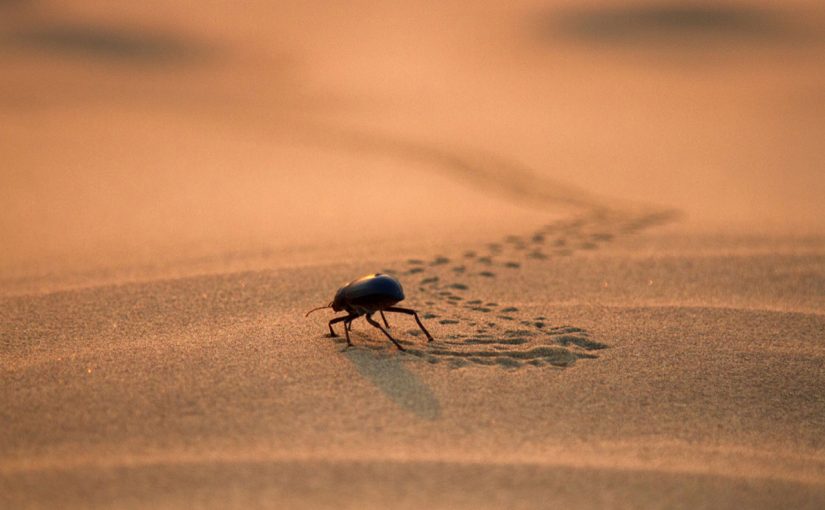 How we work: Tracking bugs